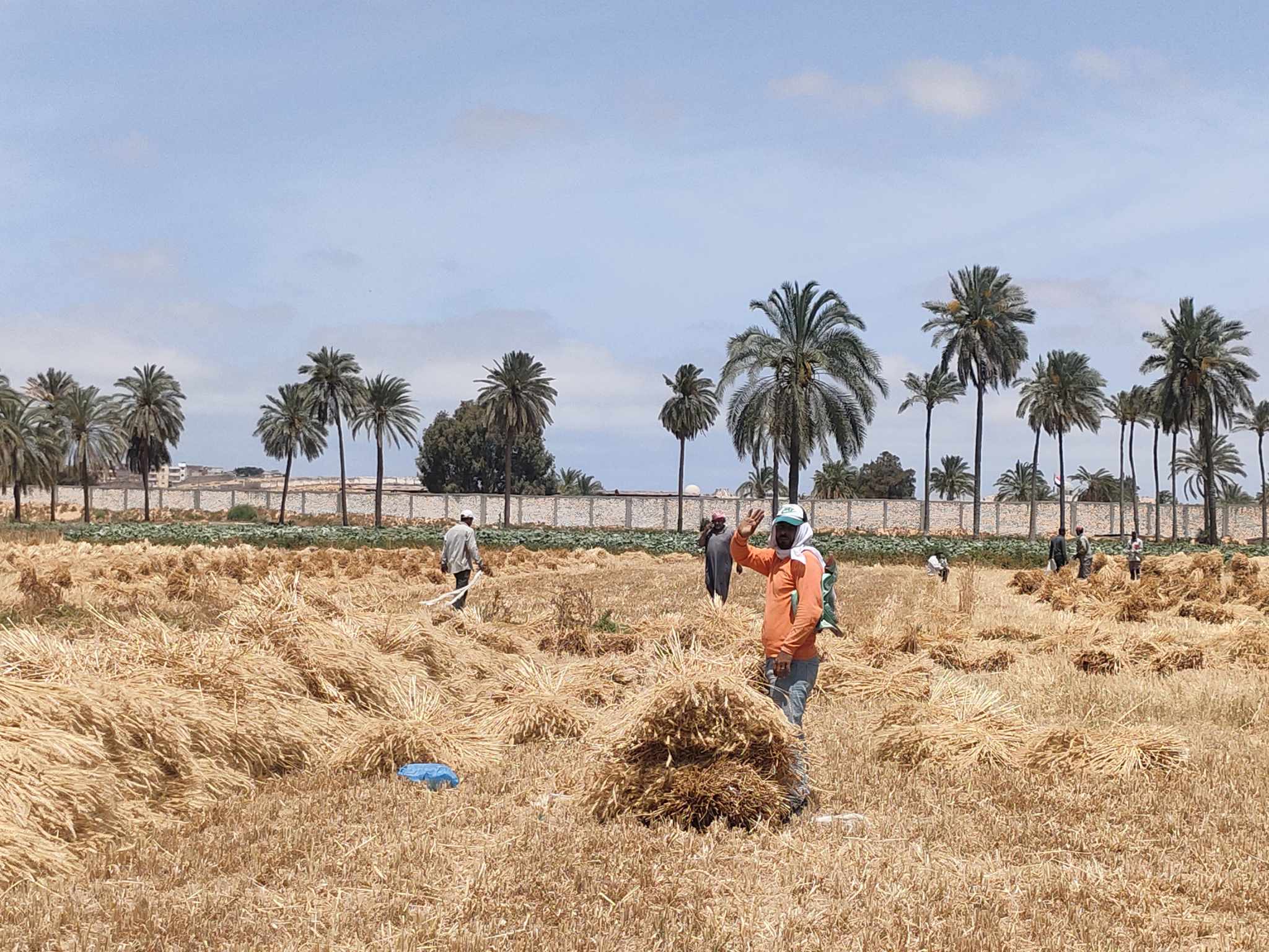 موسم حصاد القمح في الإسكندرية