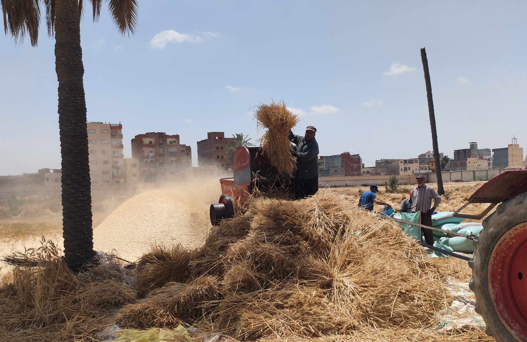 حصاد محصول القمح في العامرية غرب الإسكندرية