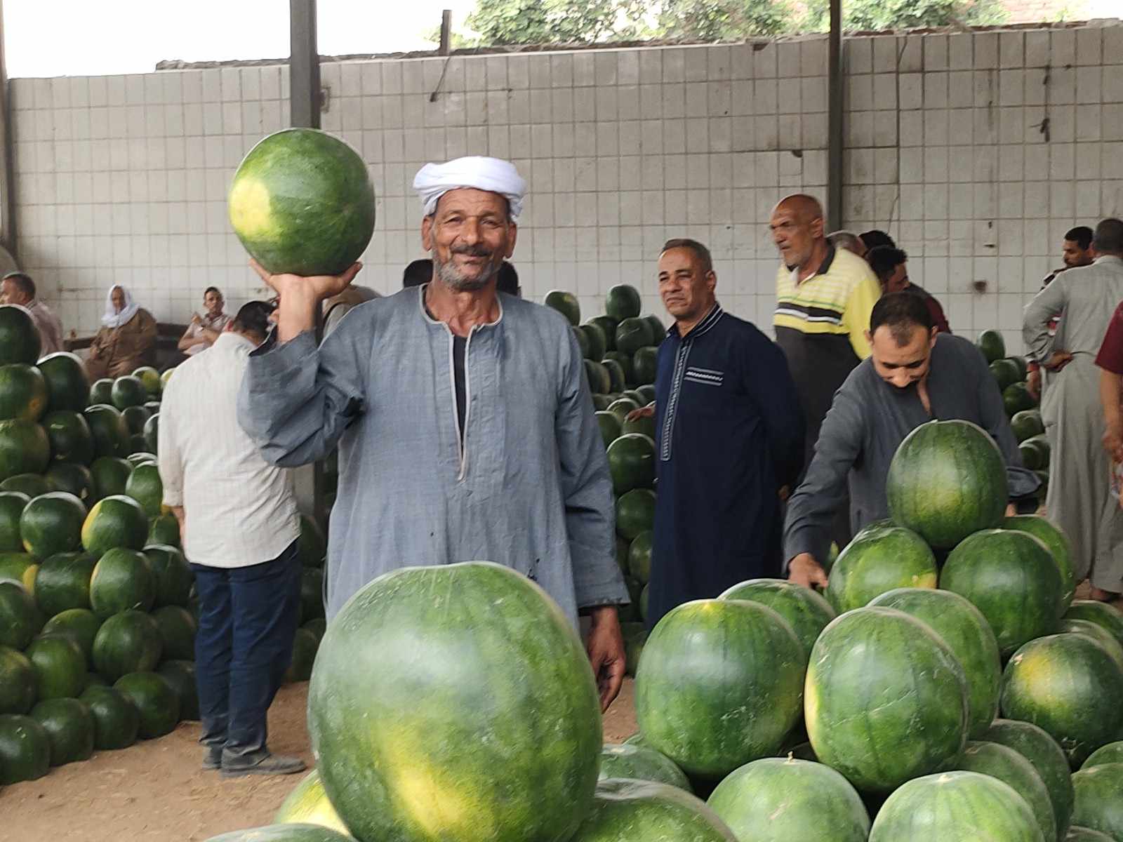 اوزان مختلفة داخل مزاد البطيخ في الإسكندرية