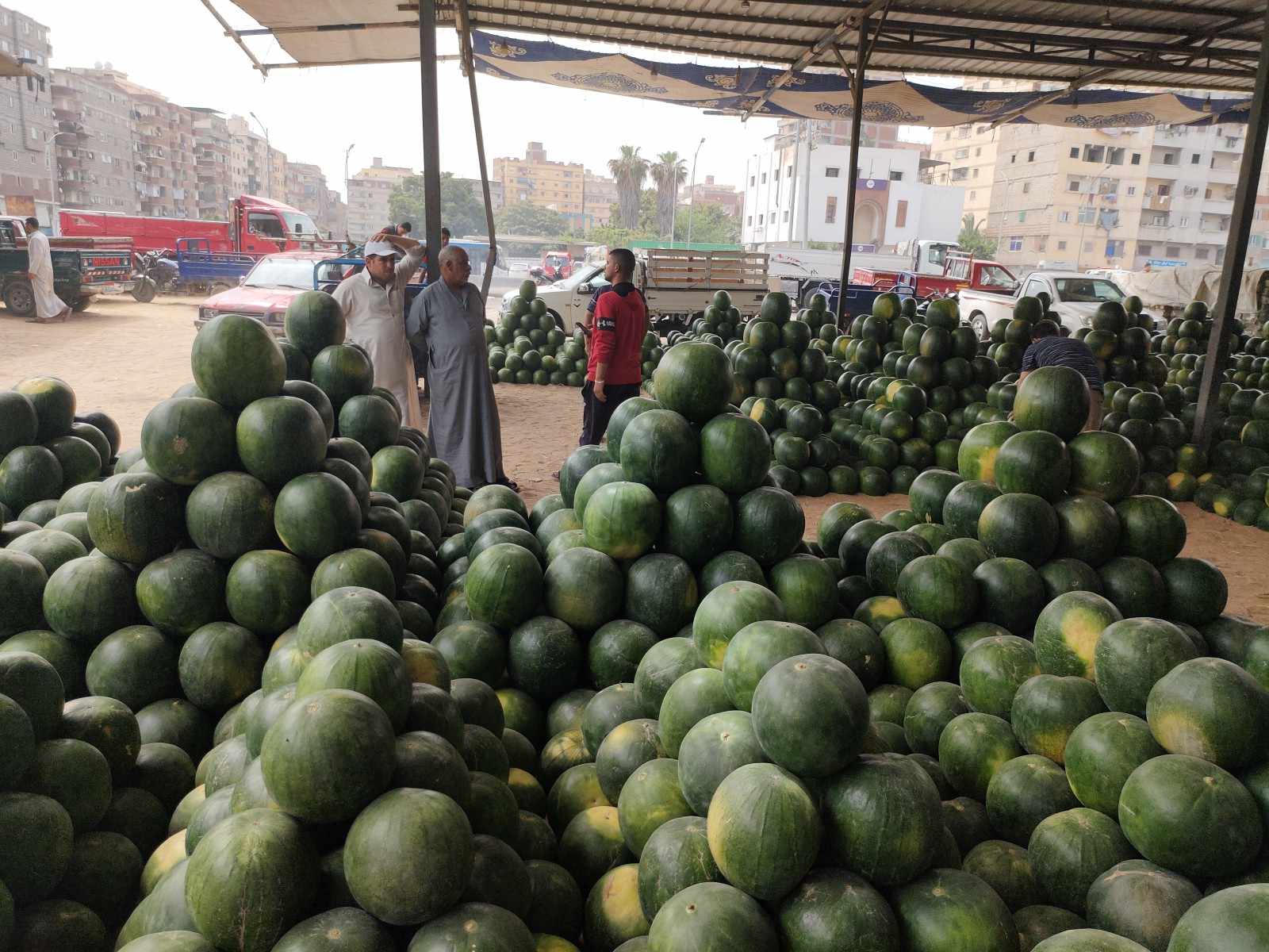 كميات وأحجام كبيرة من البطيخ في وكالة الإسكندرية