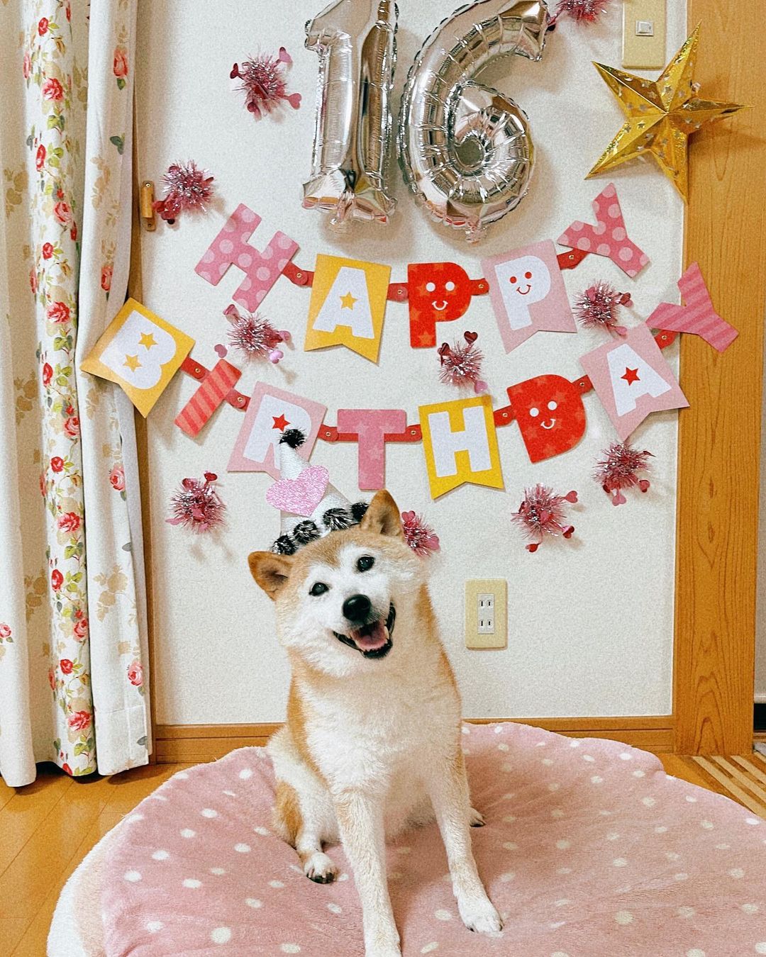 احتفال سابق بعيد ميلاد الكلبة كابوسو