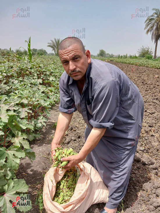 حمدى-عبد-الرحيم-مزارع