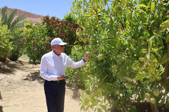 محافظ جنوب سيناء يتفقد الانتاج الزراعي