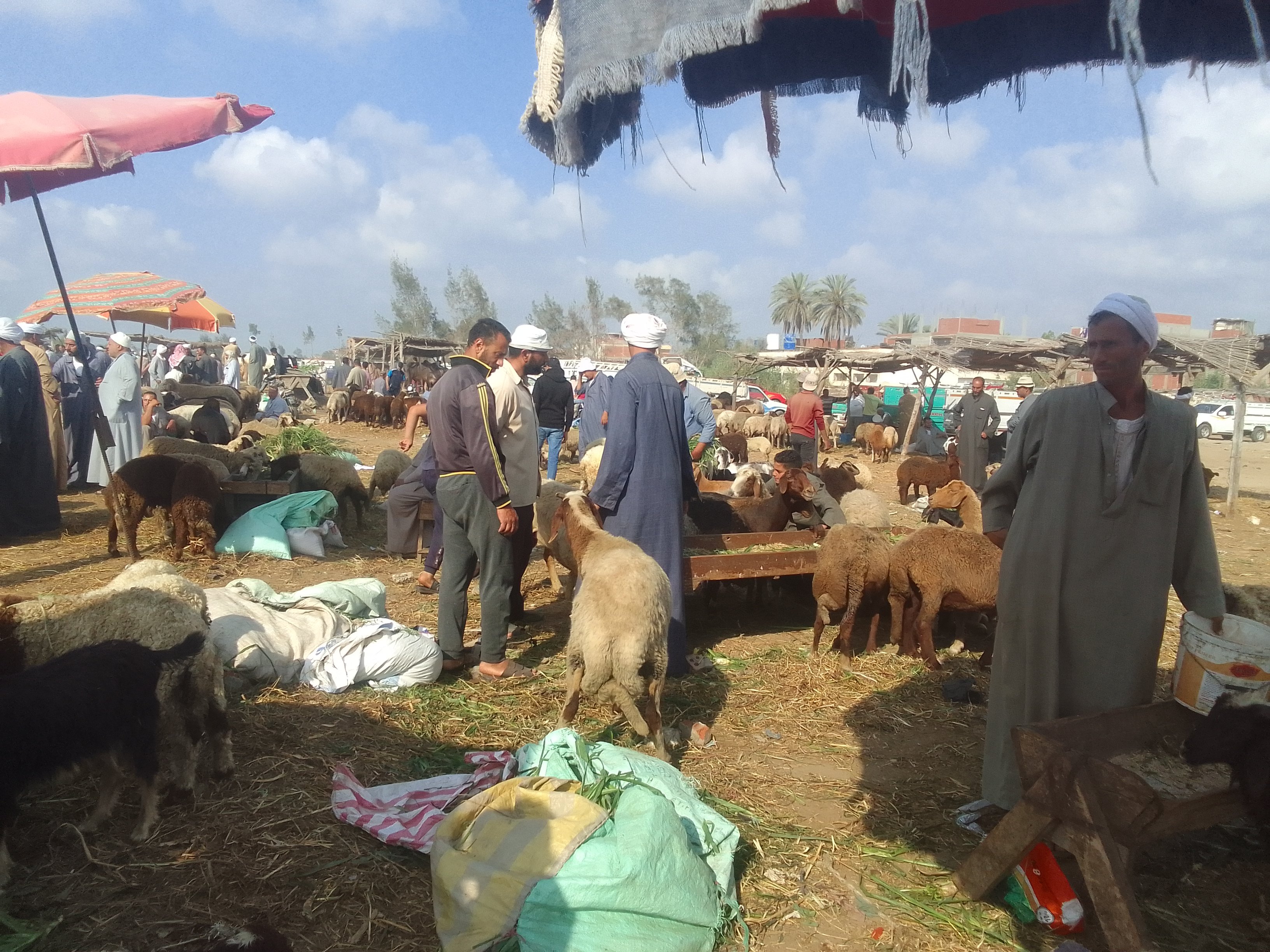 الأغنام والأبقار والجاموس في سوق المواشى