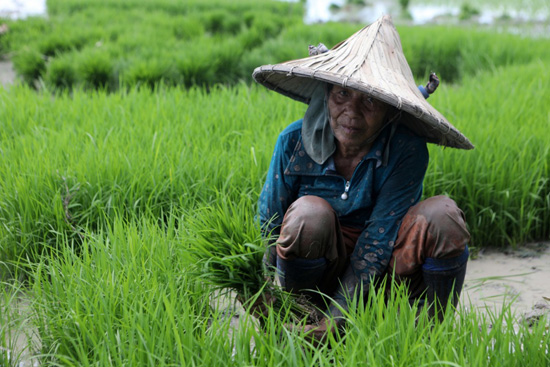 زراعة الأرز (1)