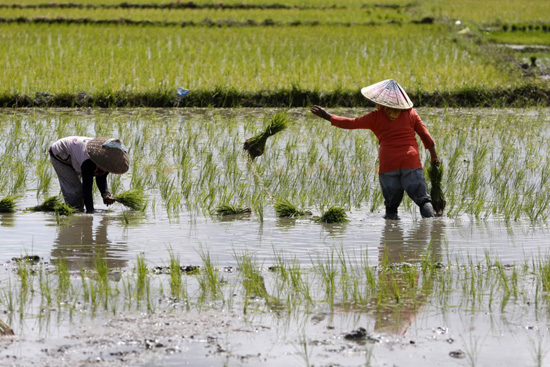 زراعة الأرز (4)