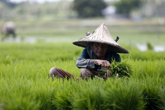 زراعة الأرز (9)