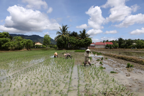 زراعة الأرز (6)