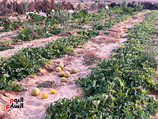 مزارع-الشهد-في-شمال-سيناء-(1)