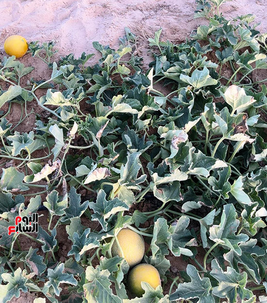 مزارع-قرية-الخروبة-(1)
