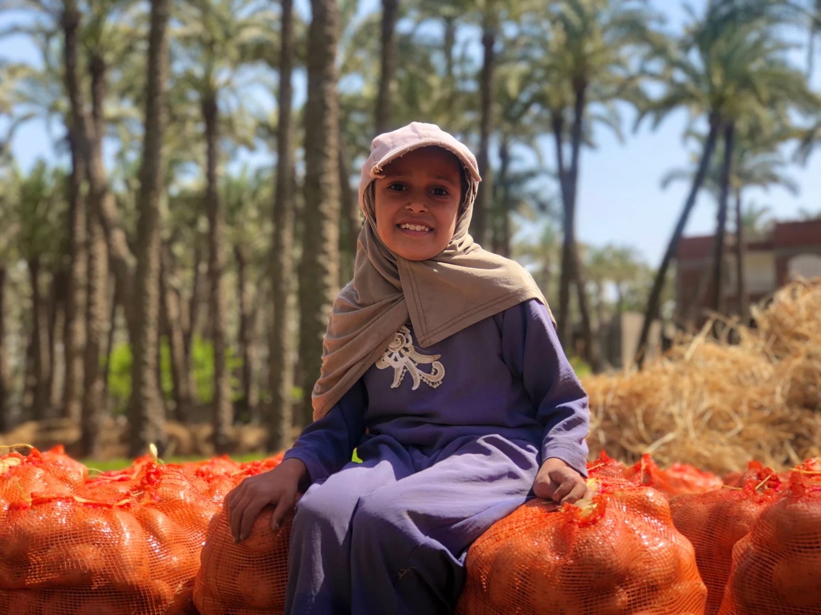 موسم حصاد وجمع البطاطس فى محافظة الجيزة