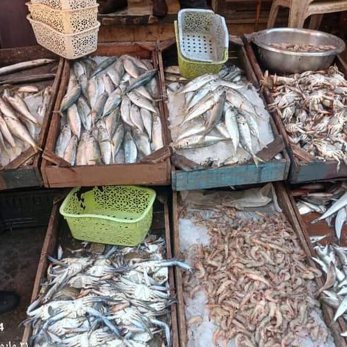حملات صحة الإسكندرية علي أسواق الأسماك