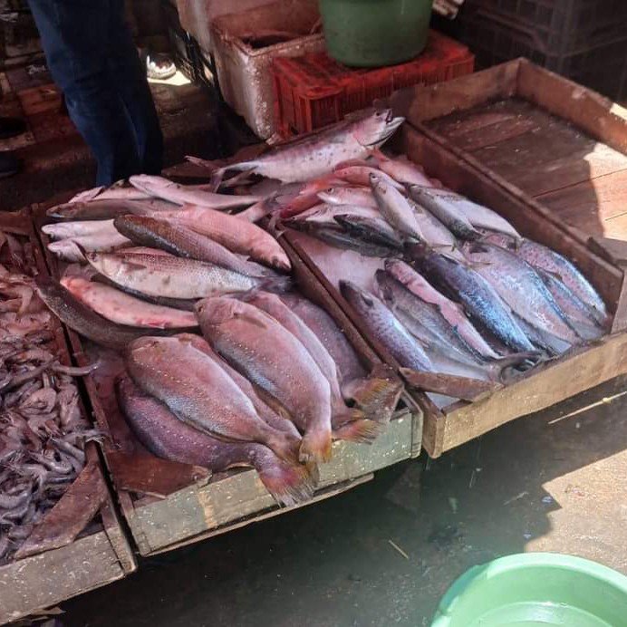حملات مكبرة علي أسواق الأسماك في الاسكندرية