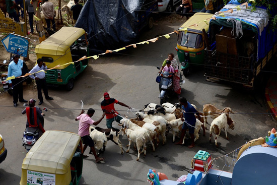 سوق الأغنام فى الهند (10)