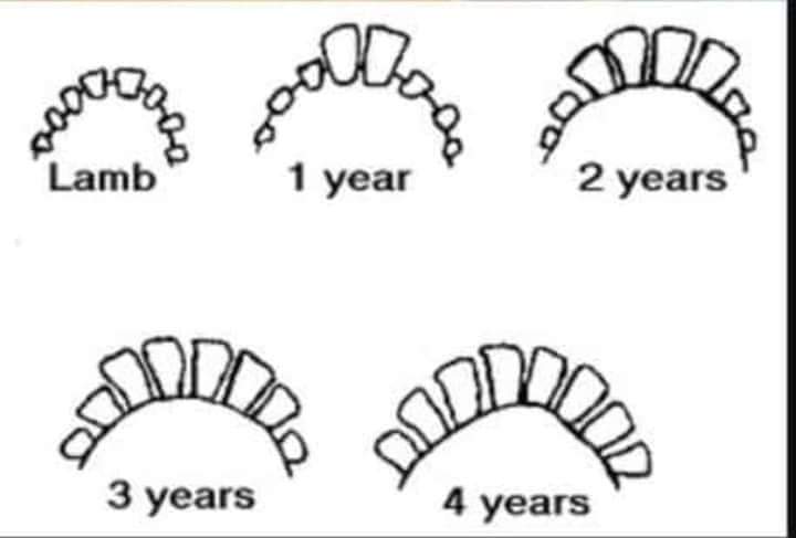 تحديد عمر الأضاحى من الأسنان