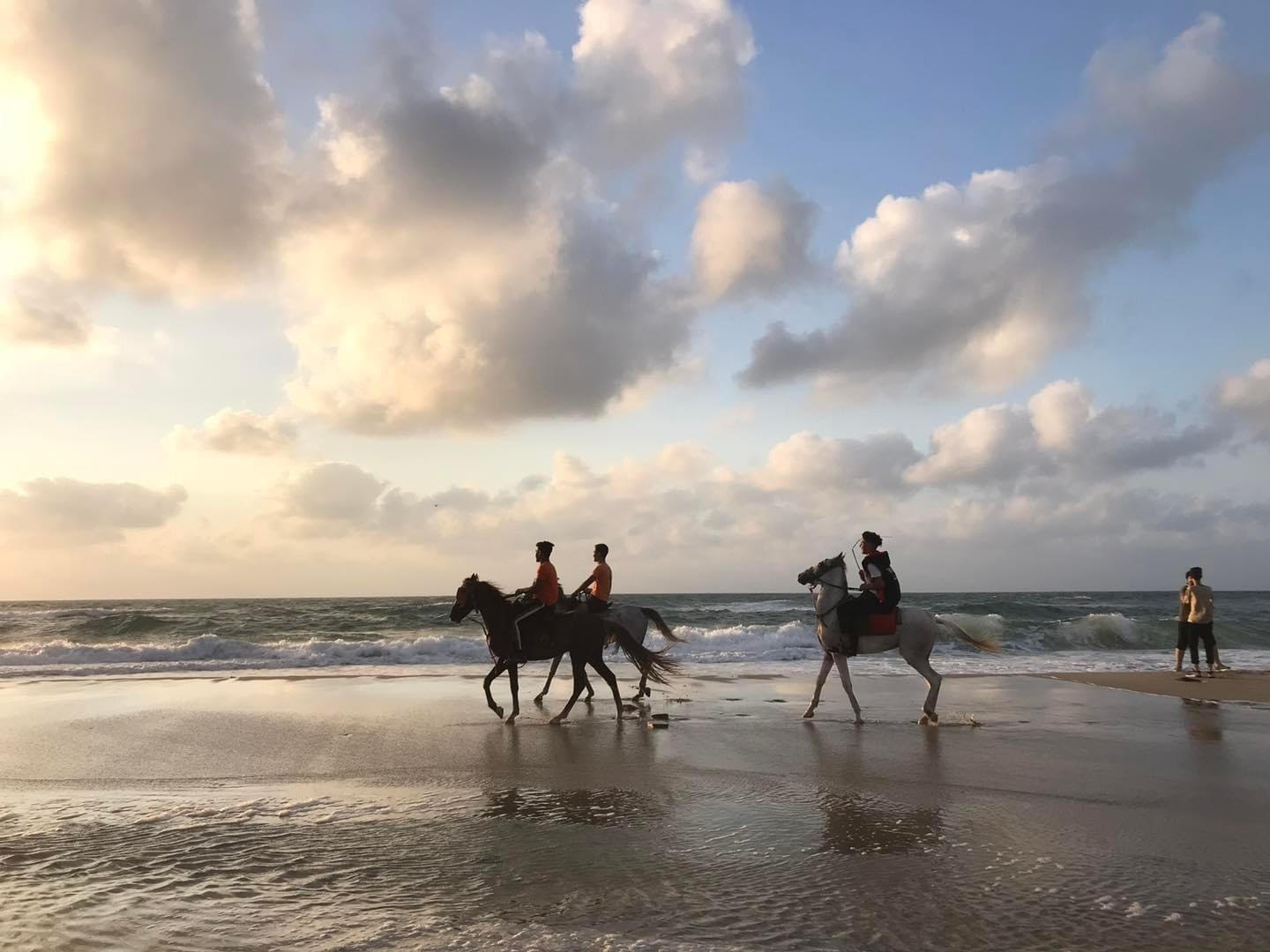 الخيل علي شاطي العريش