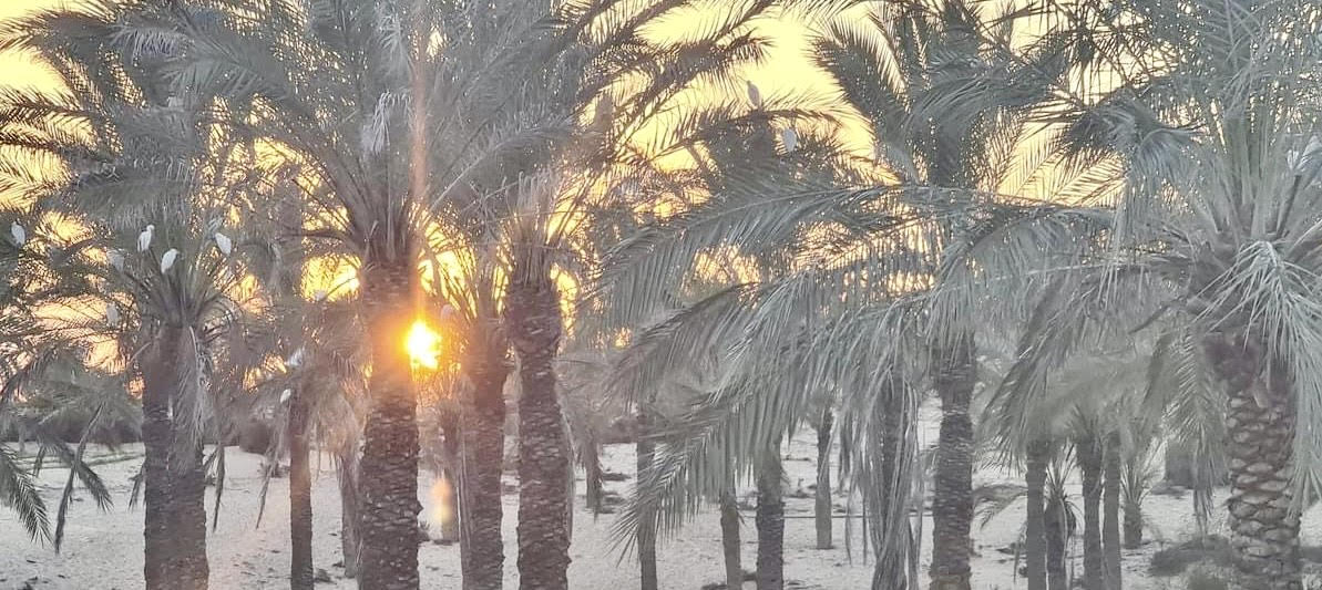 واحات النخيل واحات النخيل