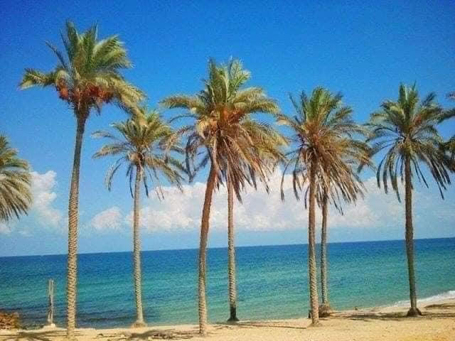 شاطي النخيل شاطي النخيل