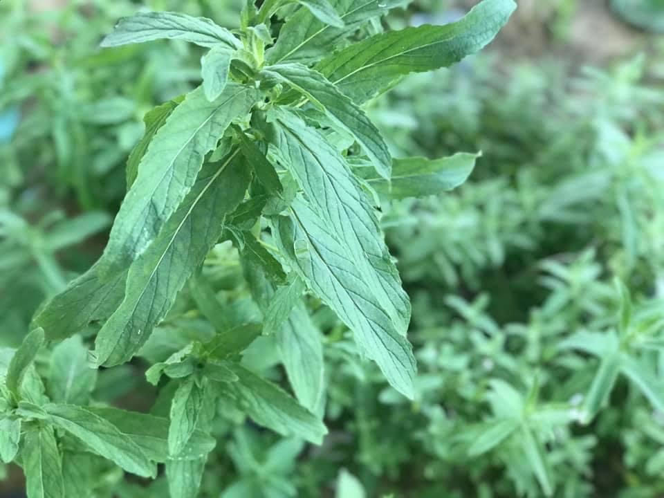 نباتات عطرية من سيناء نباتات عطرية من سيناء