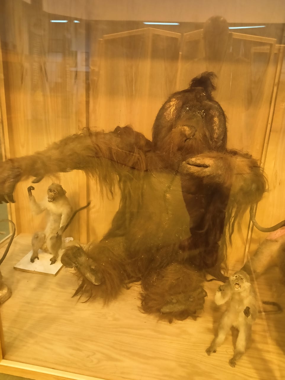 انسان الغاب فى متحف الإسماعيلية 