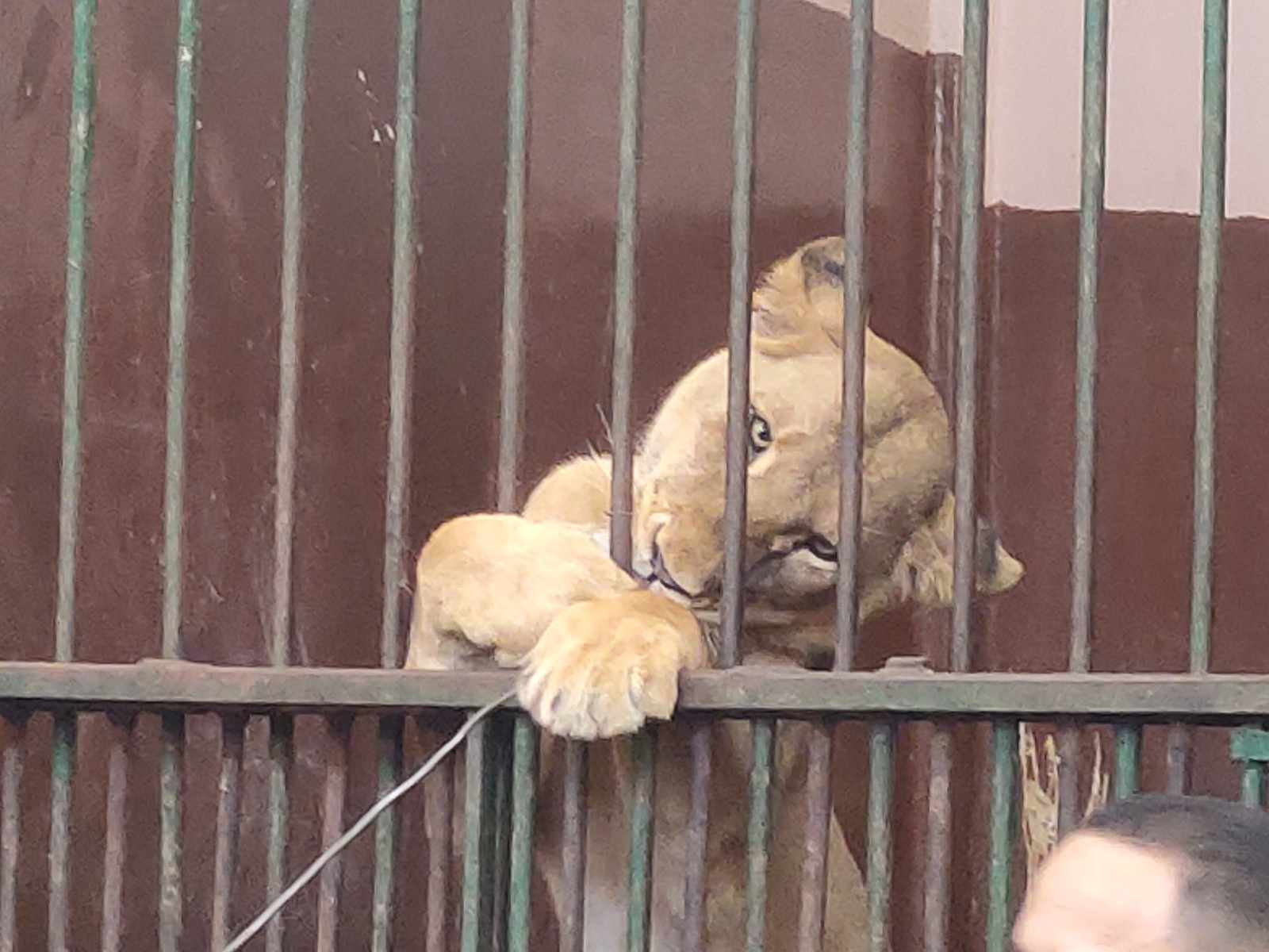 الاسد داخل حديقة الحيوانات في الإسكندرية