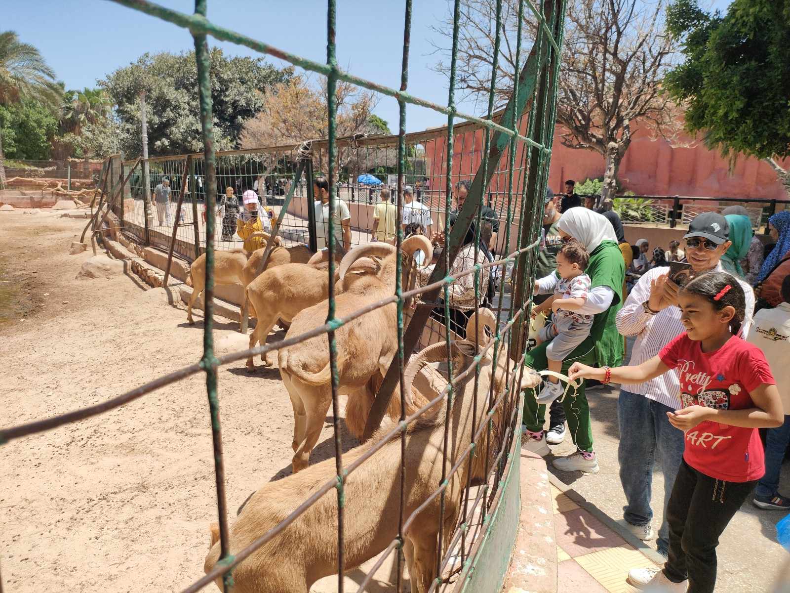 اقبال الاطفال علي مشاهدة الحيوانات في الإسكندرية
