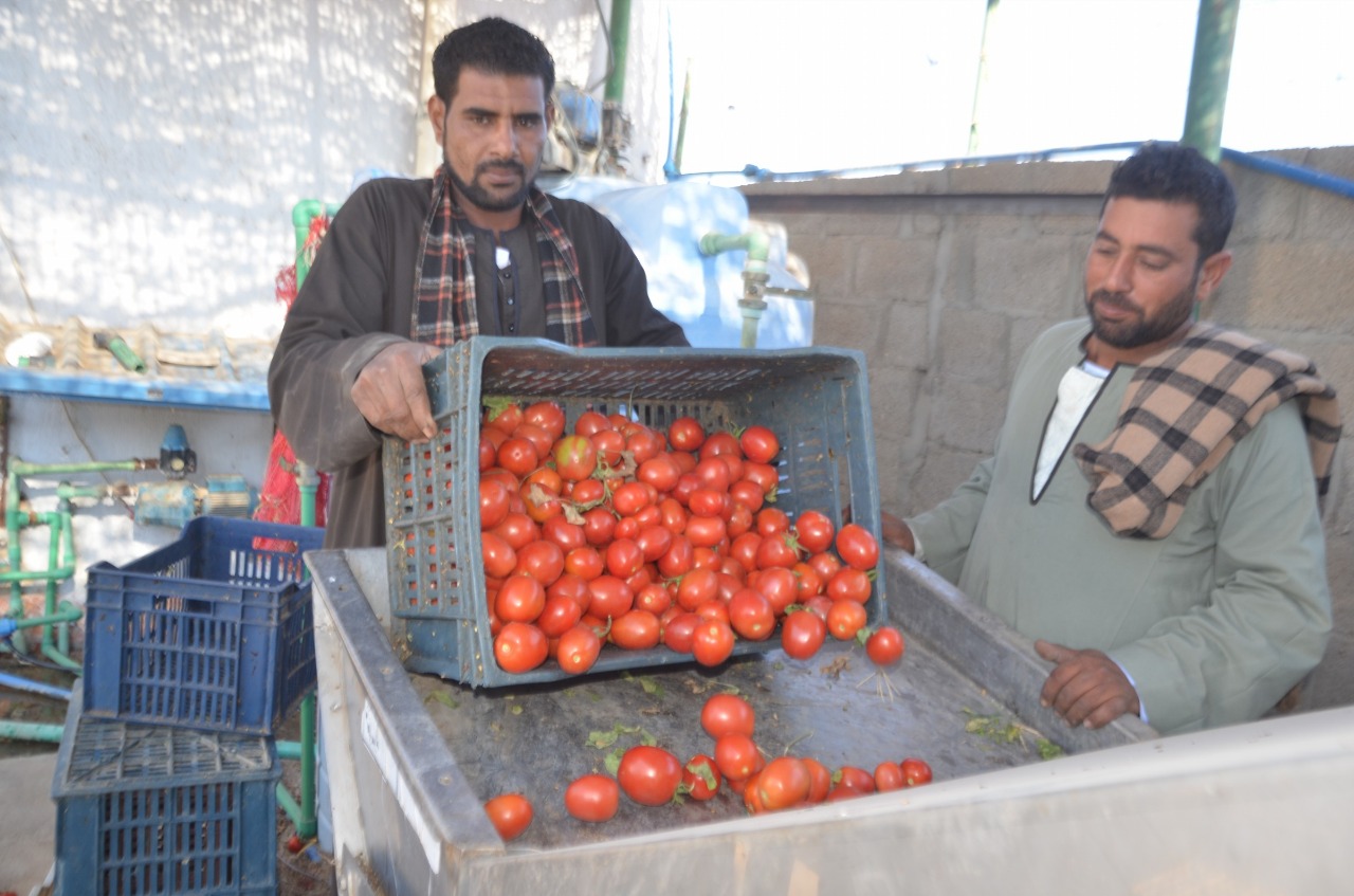 المزارعين خلال وضع الطماطم على جهاز الفرز