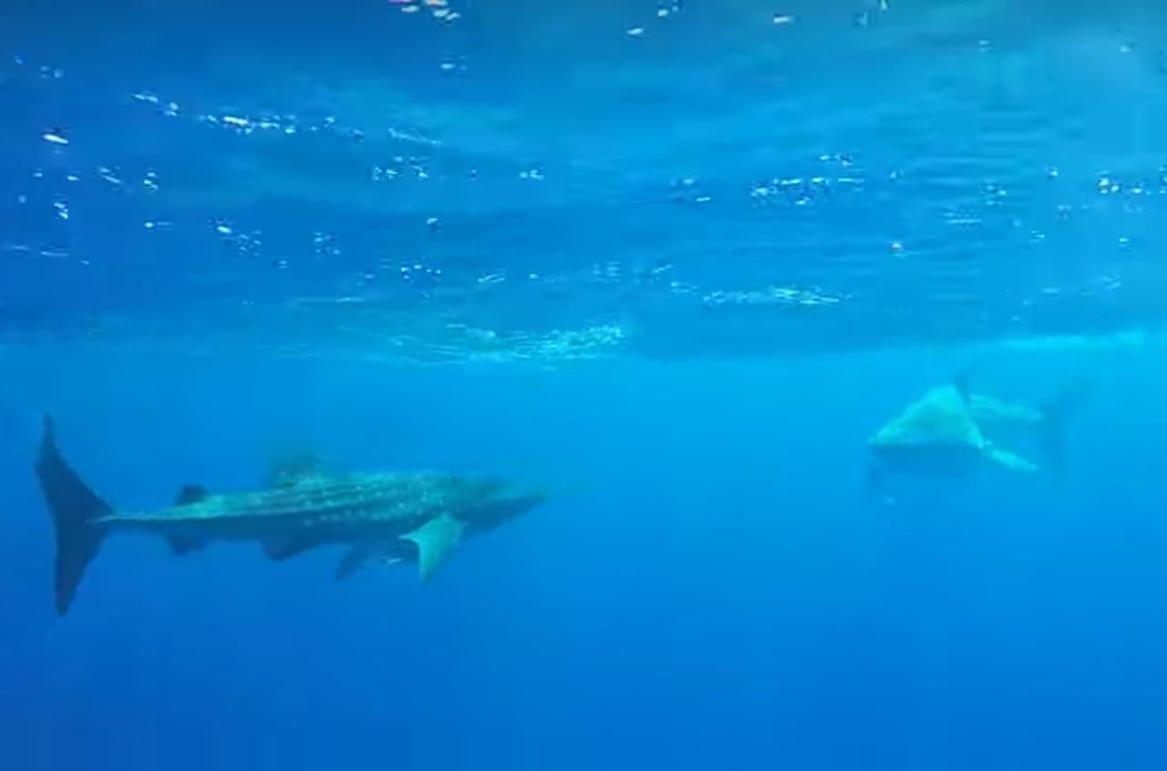 القرشى الحوتى فى الغردقة 