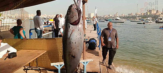 انواع-مختلفة-من-الأسماك-في-بطولة-الصيد-بالإسكندرية