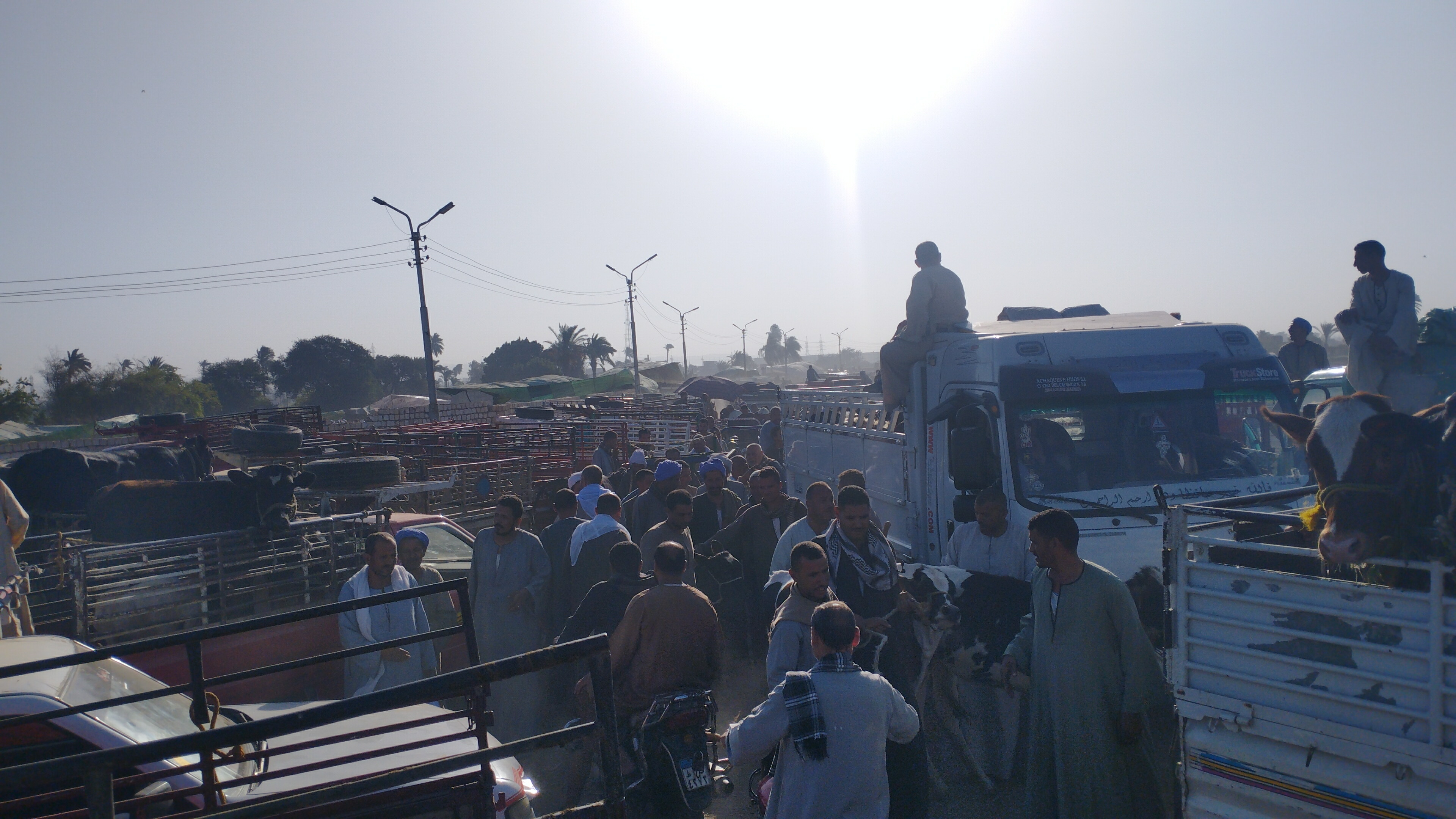 إقبال على سوق المواشي في المنيا