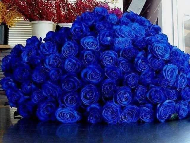 الورد الأزرق