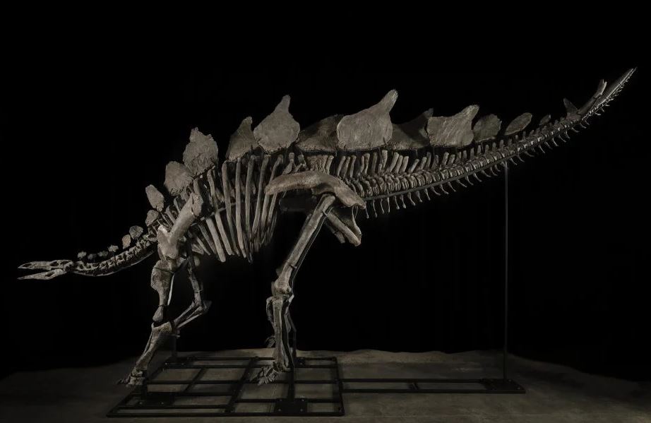بيع هيكل عظمى لديناصور عمره 150 مليون سنة