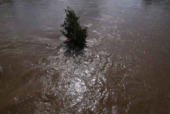 شجرة وسط مياه الفيضانات