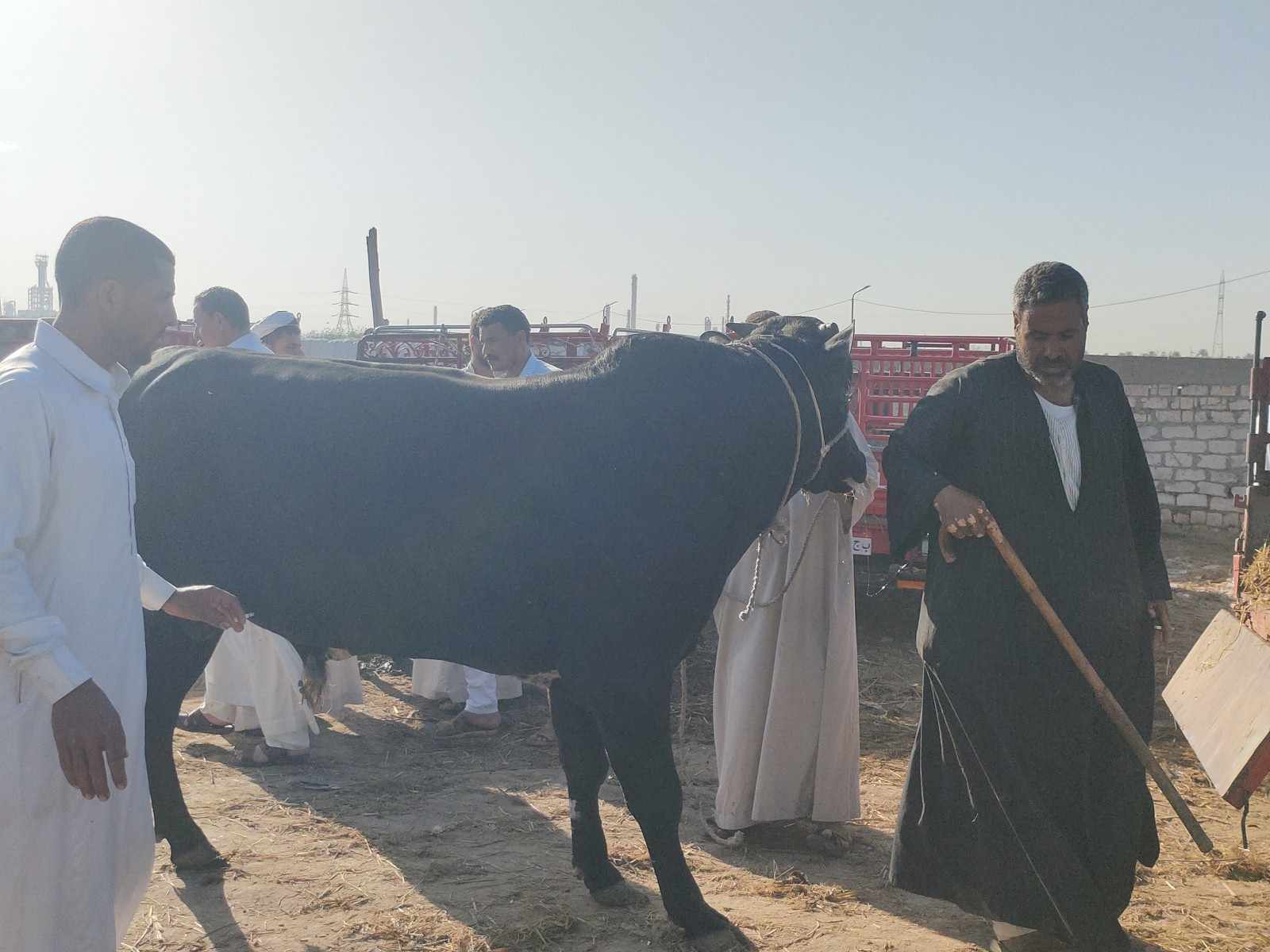 اكبر عجل في سوق المواشي بالاسكندرية اكبر عجل في سوق المواشي بالاسكندرية