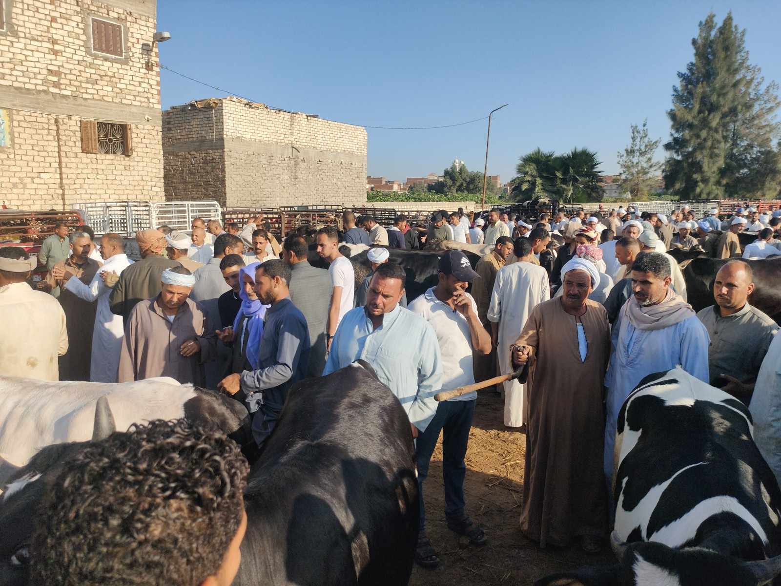 اقبال علي شراء الأضحية في المواشي بالاسكندرية اقبال علي شراء الأضحية في المواشي بالاسكندرية