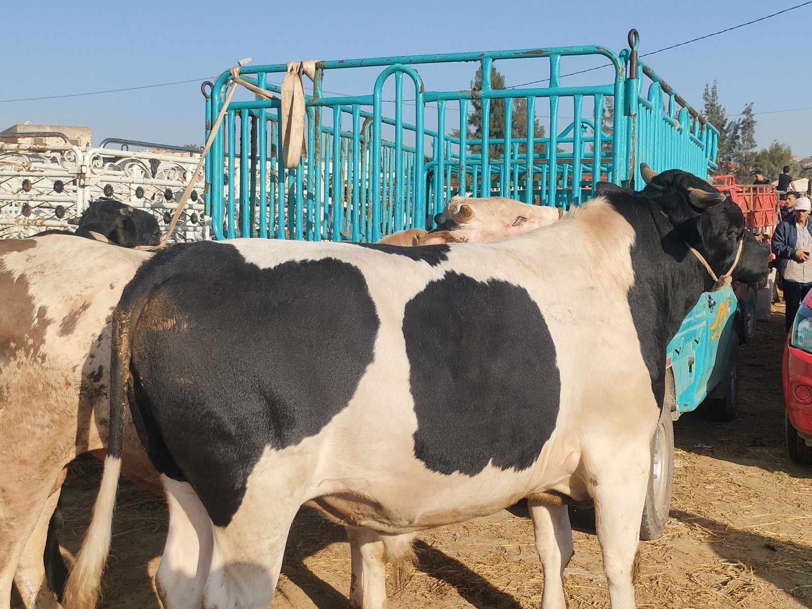 العجول البقري في سوق المواشي بالاسكندرية