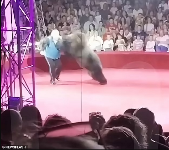لحظة هجوم الدب على المدرب