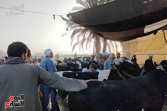 اكبر-سوق-مواشى-بالجمهورية--(2)