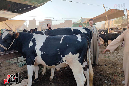 سوق-مواشى-سوهاج-(2)