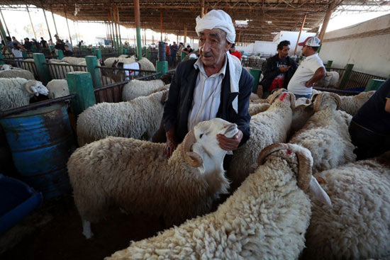 رجل يبيع الخراف داخل السوق رجل يبيع الخراف داخل السوق