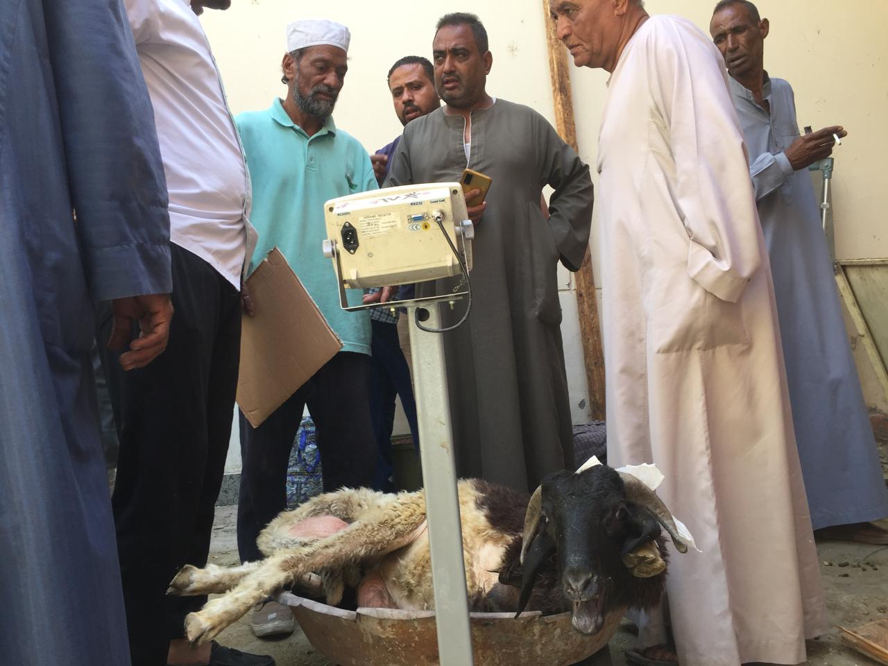 الإقبال على بيع الخراف الحية بـ220 للكيلو بالشركة المصرية
