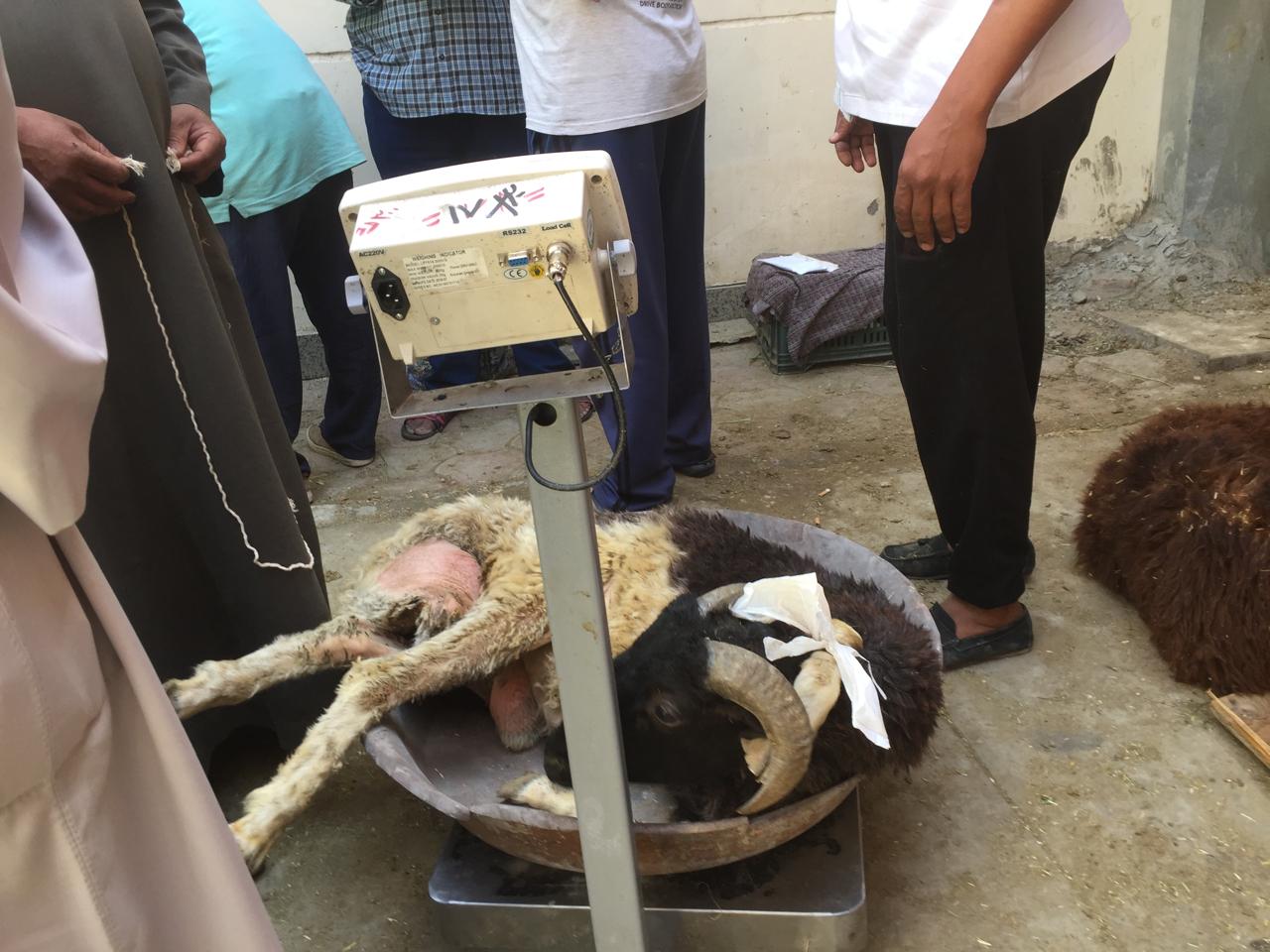 عمليات بيع الخراف الحية بـ220 للكيلو بالشركة المصرية
