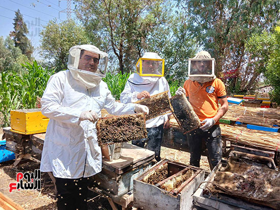 إستخراج عسل النحل  (10)