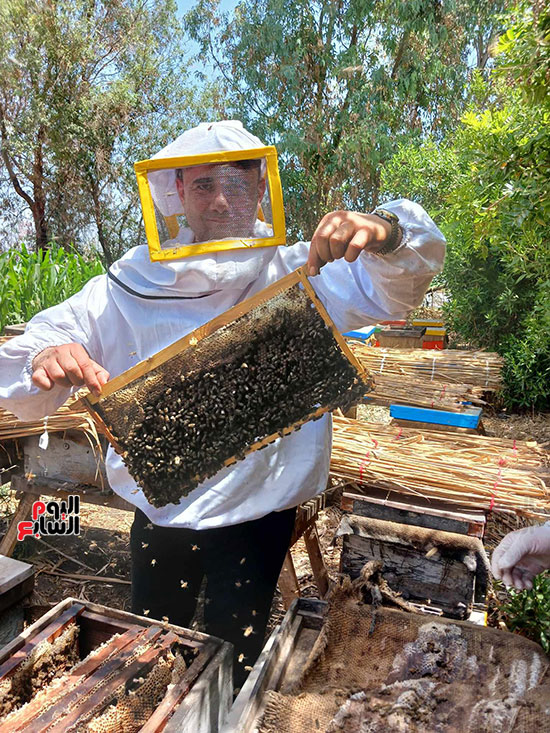 إستخراج عسل النحل  (5)