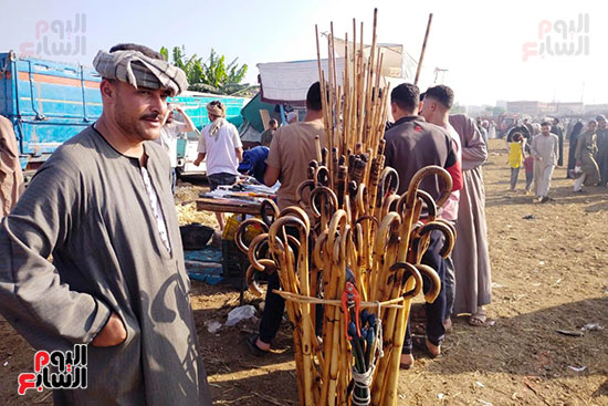 العكاز في سوق المواشي ببنها العكاز في سوق المواشي ببنها