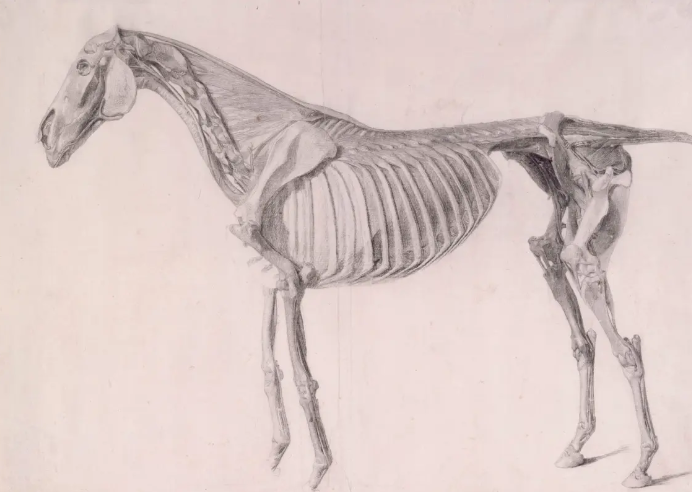 رسم تشريحى لعضلات الحصان