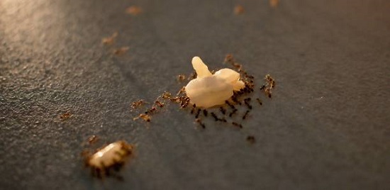 التخلص من النمل