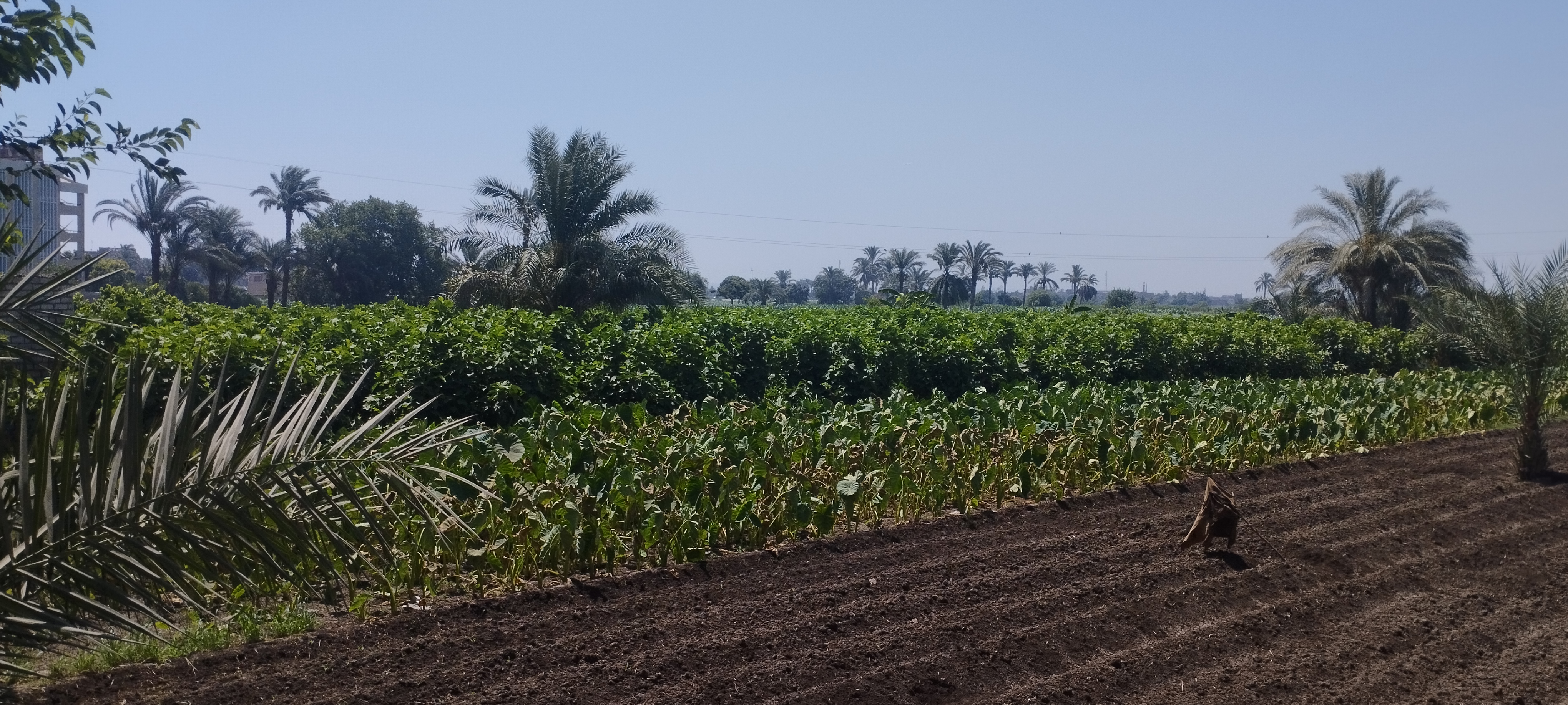 محصول القلقاس (2)