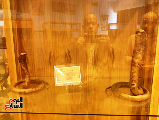 الكوبرا-المصرية-في-المتحف