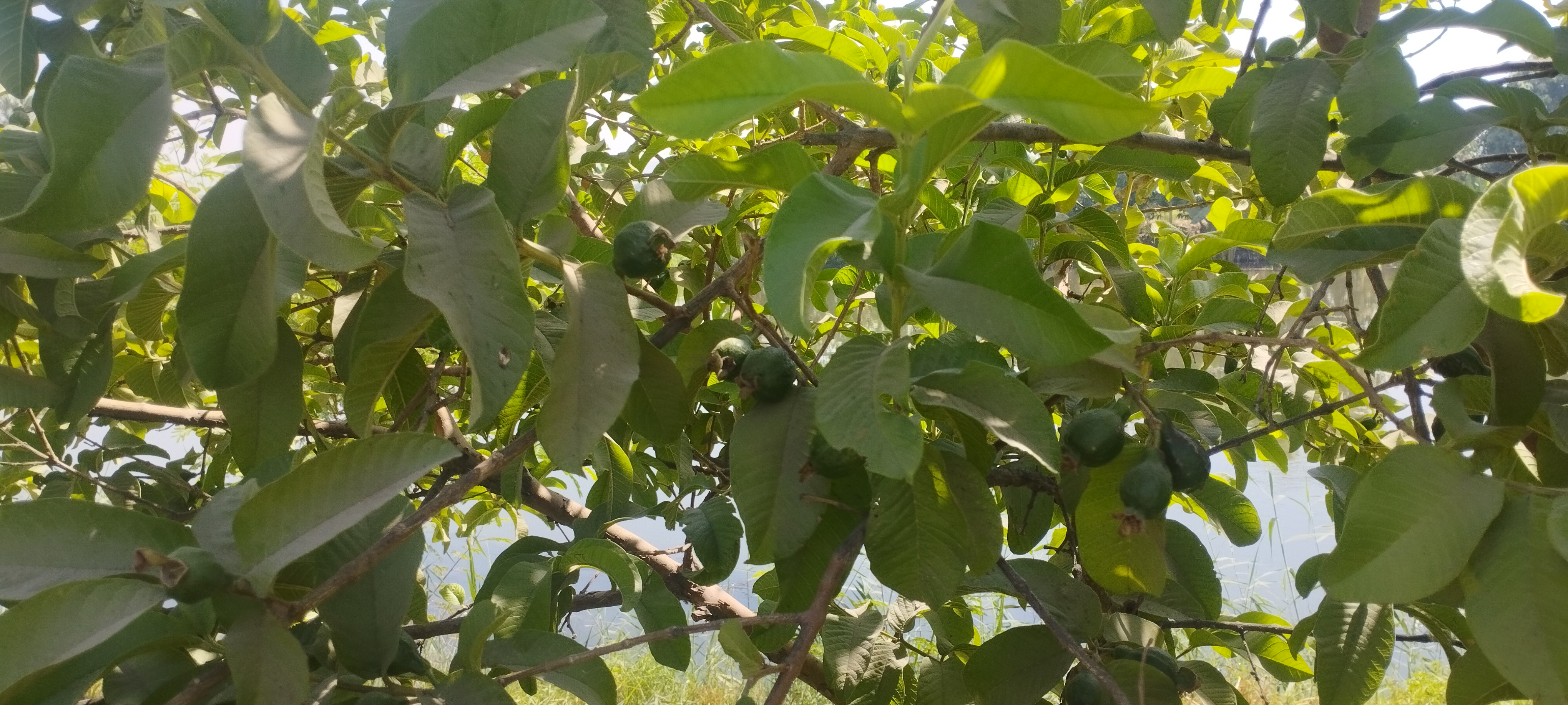 أشجار الجوافة تزين مزارع المنيا (1)